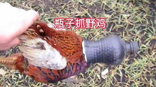 山鸡 在线视频,探寻自然之美与生态和谐